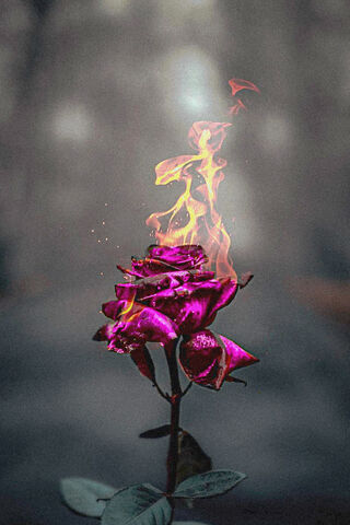 Ashes of Elegance: The Fiery Rose 🌹🔥