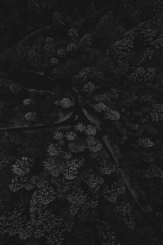 Whispers of the Night 🌌