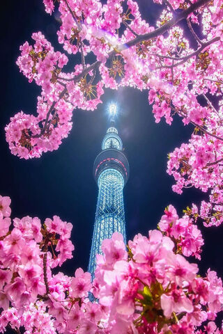 Tokyo's Night Bloom: A Cherry Blossom Dream 🌸✨