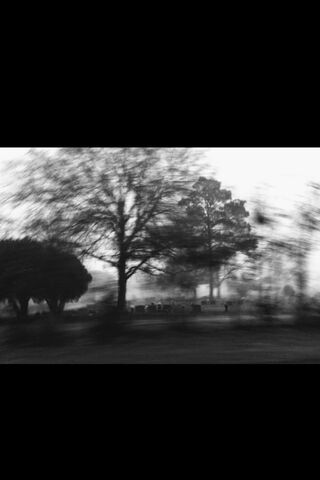 Whispering Shadows: A Misty Cemetery Scene 🌫️🌳