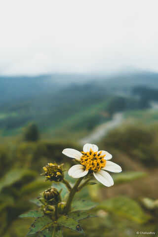 Flawor: Nature's Whisper