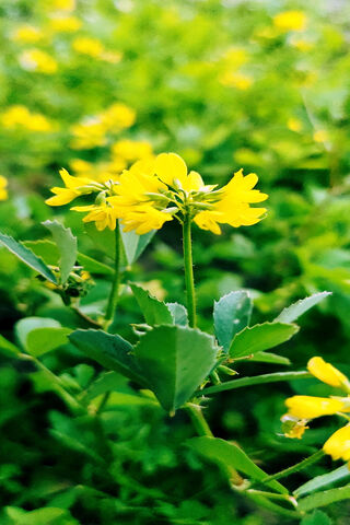 Golden Blooms in a Sea of Green 🌼🌿
