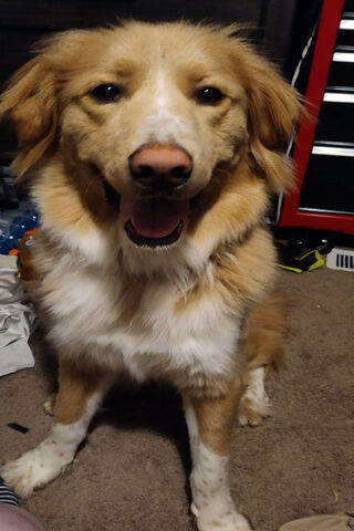 A Pawsitively Adorable Companion! 🐾