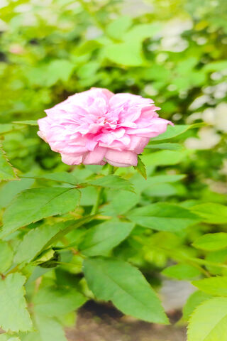 Blossoming Beauty: A Pink Rose in Nature 🌹✨