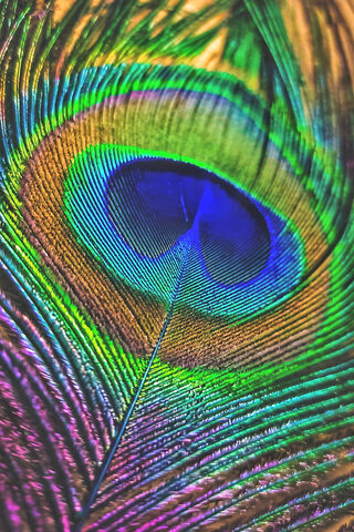 Nature's Colorful Masterpiece: The Peacock Feather 🌈🦚