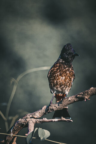 Charming Red Vented Bulbul: Nature's Melodious Performer 🎶🐦