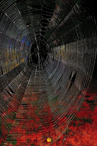 Intricate Threads of Nature 🕸️✨