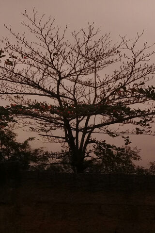 Whispers of the Twilight Tree 🌳✨