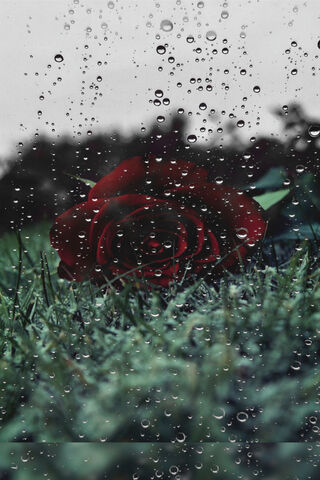 Ragnar's Rose: A Symbol of Resilience 🌹💧