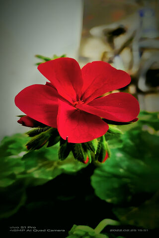 Crimson Bloom: Nature's Radiance 🌺