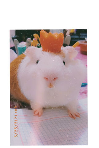 A Pio's Royal Moment 👑🐹