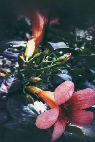 Whispers of Ashab Ansari: Nature's Embrace 🌸✨