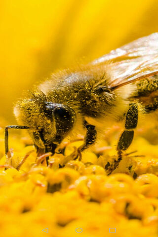 Buzzing Beauty: The Life of a Bee 🐝✨
