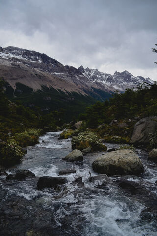 Bushy Bliss: Nature's Untamed Beauty 🌲💧