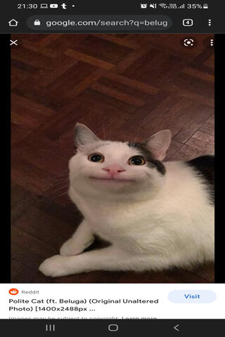 Beluga: The Smiling Cat 🐱✨