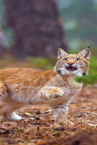 Embrace Your Wild Side! 🐾