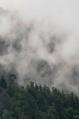 Whispers of the Mist: The Enigmatic Bosque Niebla 🌫️🌲