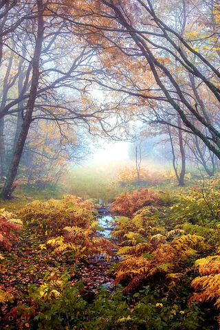 Enchanted Autumn Bliss 🍂✨