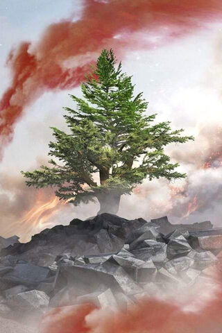 The Resilient Cedar: A Symbol of Strength 🌲✨