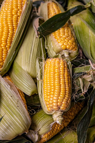 Golden Harvest: The Joy of Corn 🌽✨