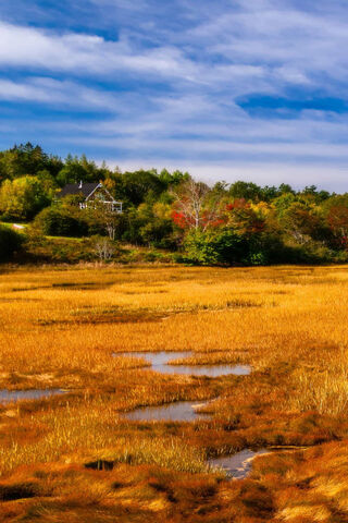 Golden Fields of Campo 🌾✨