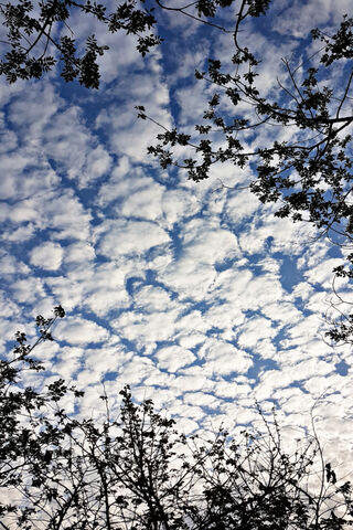 Whispers of the Sky: A Cloudy Canvas ☁️🌿