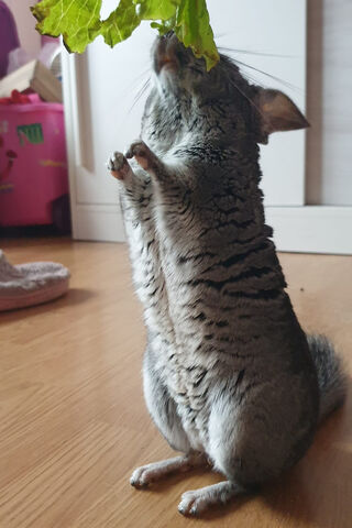 Chinchilla's Crunchy Delight! 🐾🥬