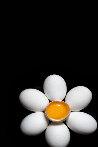 Sunny Delight: The Egg ..