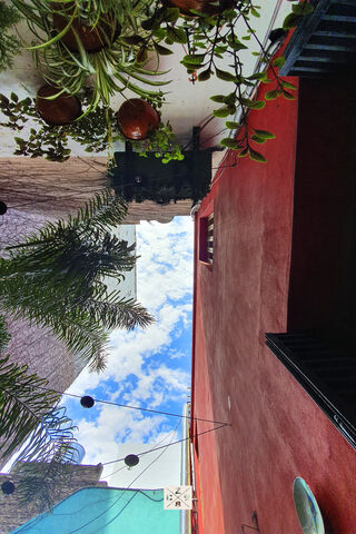 Skyward Serenity: A View from Below 🌿☁️