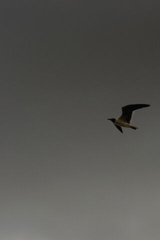 Fly
