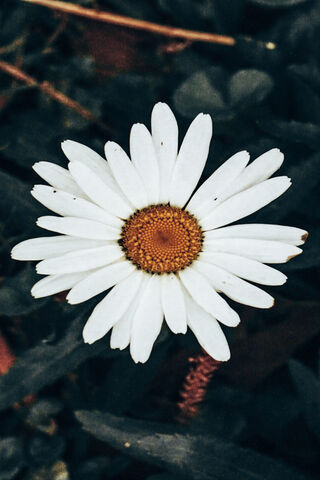 Flor: The Beauty of Simplicity 🌼