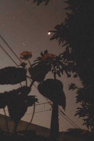 Flor Under the Moonlight 🌙🌼