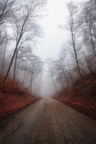 Enchanted Pathway Through the Mist 🌫️🌲