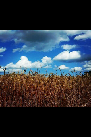 Golden Horizons 🌾☀️
