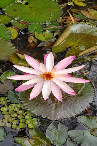 Blooming Serenity: The Enchanting Lotus Flower 🌸