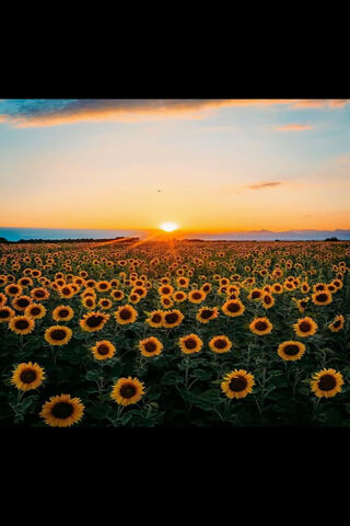 Golden Horizon: A Sunflower Symphony 🌻🌅