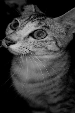 Gatto: The Enigmatic Feline