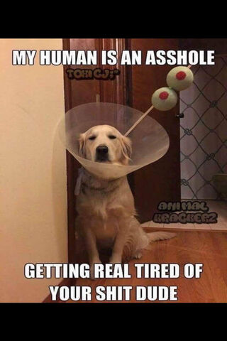 Golden Retriever's Comical Conundrum 🍸🐾