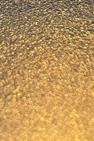 Gold Bumps
