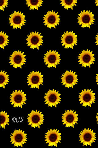 Sunshine in Bloom: The ..