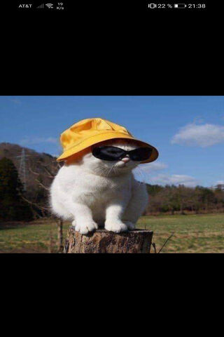 Gato the Cool Cat 😎🐾