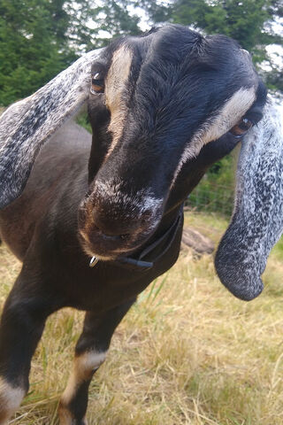 Curious Goat: The Friendly Farm Companion 🐐