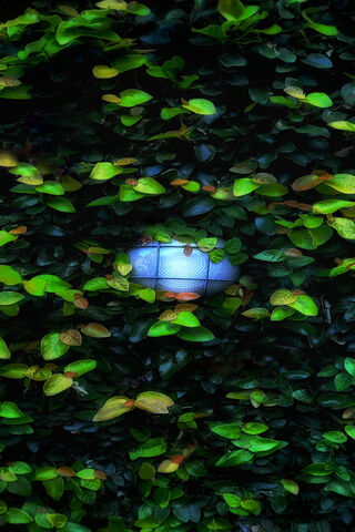 Hidden Glow Among the Leaves 🌿✨