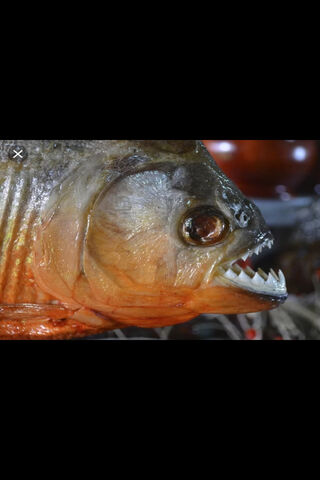 The Fearsome Piranha: Nature's Underwater Predator 🐟⚔️