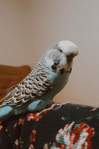 Kus the Charming Budgie 🐦💖