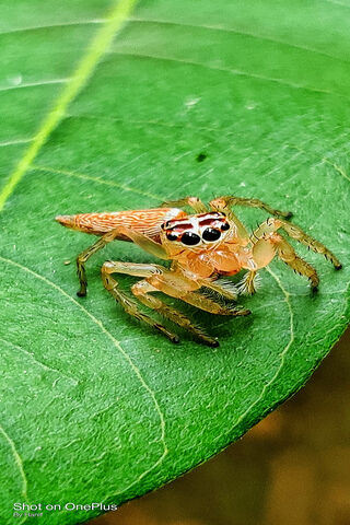 Tiny Marvels: The Little Spider's World 🕷️🍃