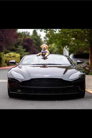 Paws and Power: A Joyride in Luxury 🚗🐾