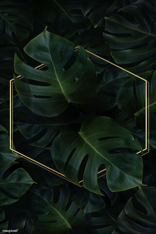 Monstera Leaves 2