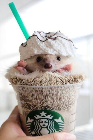 Mr. Pokee's Starbucks Adventure! ☕️🐾