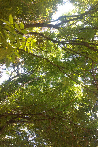 Whispers of the Green Canopy 🌳✨